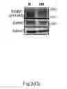 Fig. 22 - METHOD AND KIT FOR MYOCARDIAL REPERFUSION, AND METHOD FOR ATTENUATING OR REDUCING MYOCARDIAL REPERFUSION INJURY