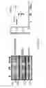 Fig. 35 - METHOD AND KIT FOR MYOCARDIAL REPERFUSION, AND METHOD FOR ATTENUATING OR REDUCING MYOCARDIAL REPERFUSION INJURY
