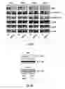 Fig. 08 - HISTONE DEACETYLASE AS A MODULATOR OF PDLI EXPRESSION AND ACTIVITY