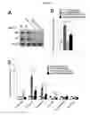 Fig. 02 - Compositions and methods for treating pulmonary vascular disease
