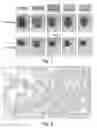Fig. 02 - Pharmaceutical composition comprising epidithiodioxopiperazine compound or derivative thereof, or pharmaceutically acceptable salt thereof, for preventing or treating pulmonary hypertension