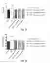 Fig. 08 - Pharmaceutical composition comprising epidithiodioxopiperazine compound or derivative thereof, or pharmaceutically acceptable salt thereof, for preventing or treating pulmonary hypertension