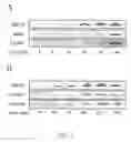 Fig. 02 - COMPOSITION FOR CONTROLLING SECRETION OF PROSTASOMES AND USE THEREOF