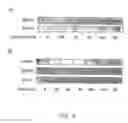 Fig. 05 - COMPOSITION FOR CONTROLLING SECRETION OF PROSTASOMES AND USE THEREOF