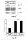 Fig. 07 - App specific BACE inhibitors (ASBIs) and uses thereof