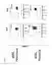 Fig. 08 - Activation of marrow infiltrating lymphocytes in hypoxic alternating with normoxic conditions
