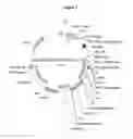 Fig. 02 - Programmed death 1 ligand 1 (PD-L1) binding proteins and methods of use thereof