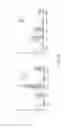 Fig. 08 - Bone marrow-, reticuloendothelial system-, and/or lymph node-targeted radiolabeled liposomes and methods of their diagnostic and therapeutic use