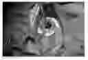 Fig. 01 - Method of implantation of left ventricular mechanical assist device HeartMate III