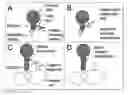 Fig. 01 - Modified flavivirus envelope sequences comprising unique glycosylation sites