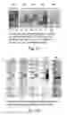 Fig. 05 - Modified flavivirus envelope sequences comprising unique glycosylation sites