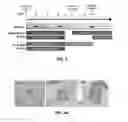 Fig. 03 - Methods and compositions for producing stem cell derived dopaminergic cells for use in treatment of neurodegenerative diseases