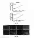 Fig. 15 - Methods and compositions for producing stem cell derived dopaminergic cells for use in treatment of neurodegenerative diseases