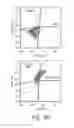 Fig. 24 - Methods and compositions for producing stem cell derived dopaminergic cells for use in treatment of neurodegenerative diseases