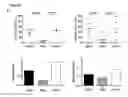 Fig. 08 - Stable pseudotyped lentiviral particles and uses thereof