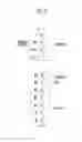 Fig. 10 - Memory device and method of operating the same