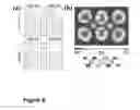 Fig. 06 - Two-dimensional Dirac half-metal ferromagnets and ferromagnetic materials for spintronic devices