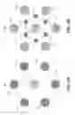Fig. 03 - TRANSMISSION LINE - LAND GRID ARRAY (TL-LGA) SOCKET WITH CASCADED TRANSMISSION LINE STRUCTURES FOR MAXIMUM BANDWIDTH AND DATA RATE