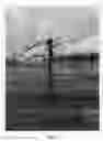 Fig. 07 - Apple tree named 'NY109'