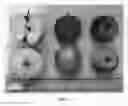 Fig. 08 - Apple tree named 'NY109'