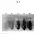 Fig. 02 - STREPTOCOCCUS THERMOPHILUS FERMENTATION PROMOTING AGENT