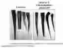 Fig. 01 - A METHOD FOR INCREASING ANTHOCYANIN CONTENT IN CARROTS