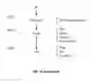 Fig. 20 - Enhanced carbon-enzyme membrane for a working electrode of a continuous biological sensor