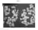 Fig. 02 - Polished talc microbeads