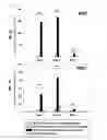 Fig. 09 - NOVEL STEM CELL CARRIER AND METHOD FOR PREPARING THE SAME