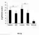 Fig. 09 - Liposomal statin formulation
