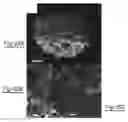 Fig. 20 - Delivery devices and methods for making the same