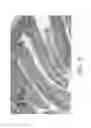 Fig. 06 - Materials and methods for improving gastrointestinal function
