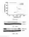 Fig. 23 - Materials and methods for improving gastrointestinal function