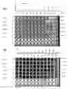 Fig. 04 - PHARMACEUTICAL COMPOSITIONS COMPRISING CLOFAZIMINE ANALOG COMPOUND B746 OR CLOFAZIMINE ANALOG COMPOUND B826