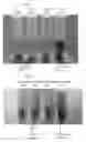 Fig. 08 - PHARMACEUTICAL COMPOSITIONS COMPRISING CLOFAZIMINE ANALOG COMPOUND B746 OR CLOFAZIMINE ANALOG COMPOUND B826