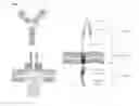 Fig. 02 - Chimeric antigen receptor and CAR-T cells that bind BCMA
