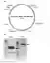 Fig. 06 - Chimeric antigen receptor and CAR-T cells that bind BCMA