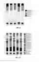 Fig. 06 - PROBIOTIC COMPOSITIONS INCLUDING IMMUNE MODULATORS