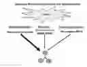 Fig. 01 - Methods and compositions for in vivo induction of pancreatic beta cell formation
