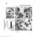 Fig. 08 - Inhibitors of valosin-containing protein and methods of use