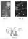 Fig. 02 - Methods for treatment of and prophylaxis against inflammatory disorders