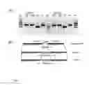 Fig. 07 - Multivalent recombinant SPV