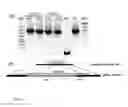 Fig. 09 - Multivalent recombinant SPV