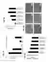 Fig. 07 - Stapled acid-sensitive endosome disrupting alginates