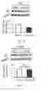 Fig. 04 - Junctophilin-2 fragments and uses therefor