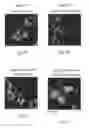 Fig. 29 - Junctophilin-2 fragments and uses therefor