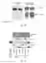 Fig. 48 - Junctophilin-2 fragments and uses therefor