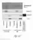 Fig. 49 - Junctophilin-2 fragments and uses therefor