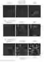 Fig. 53 - Junctophilin-2 fragments and uses therefor