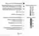 Fig. 55 - Junctophilin-2 fragments and uses therefor